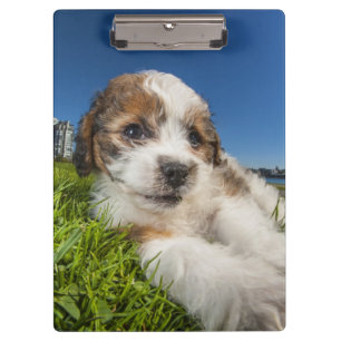 Cute puppy dog (Shitzu) Clipboard