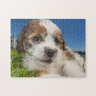 Cute puppy dog (Shitzu) Jigsaw Puzzle
