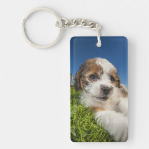 Cute puppy dog (Shitzu) Keychain