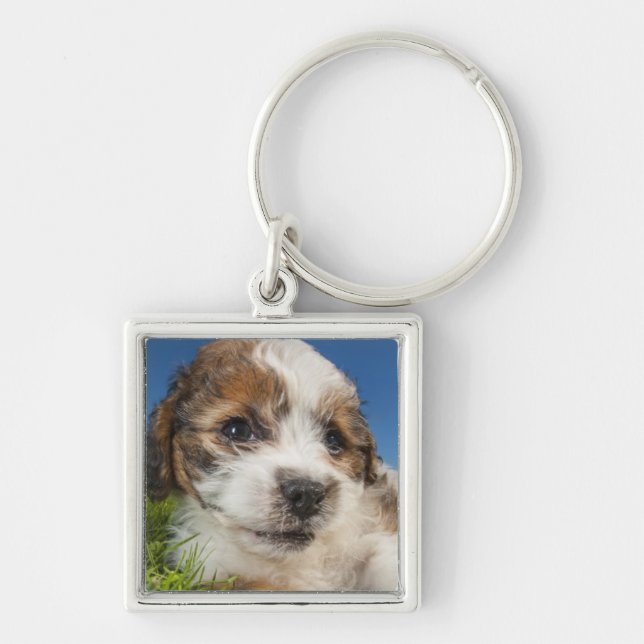 Cute puppy dog (Shitzu) Keychain (Front)