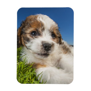 Cute puppy dog (Shitzu) Magnet