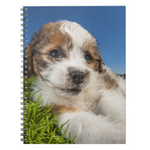 Cute puppy dog (Shitzu) Notebook