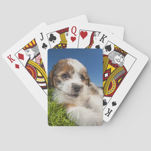 Cute puppy dog (Shitzu) Playing Cards (Back)
