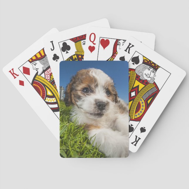 Cute puppy dog (Shitzu) Playing Cards (Back)