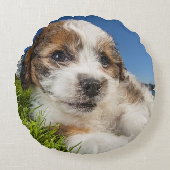 Cute puppy dog (Shitzu) Round Pillow (Front)