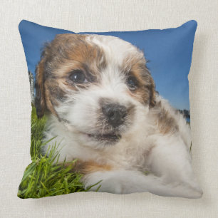 Cute puppy dog (Shitzu) Throw Pillow