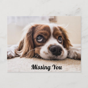 Cute Puppy Dog/Spaniel Sad Eyes Photo Missing You Postcard