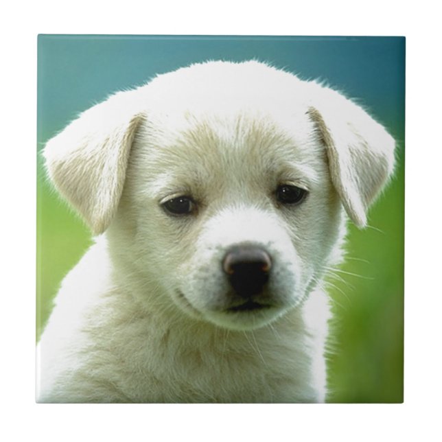 cute-puppy-dog-wallpapers.jpg tile (Front)