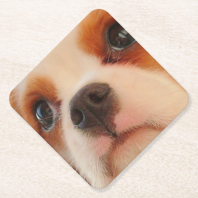 Cute Puppy Face Paper Coaster (Front)