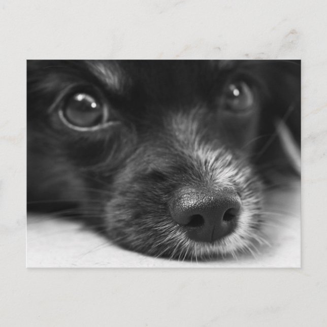 Cute Puppy Face Postcard (Front)