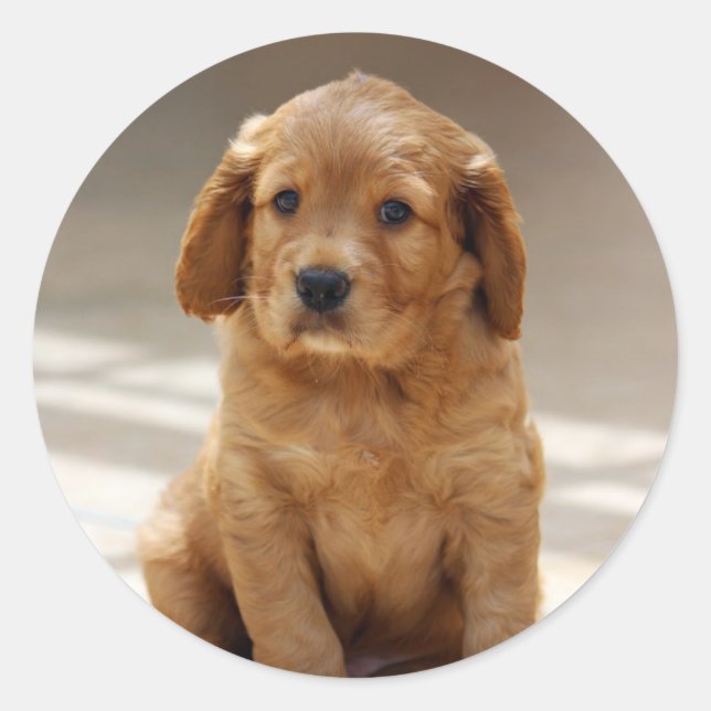 Cute Puppy Portrait Photo Classic Round Sticker (Front)