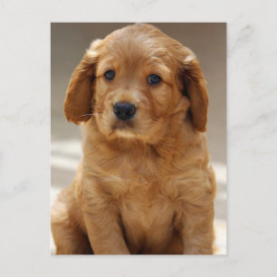 Cute Puppy Portrait Photo Postcard