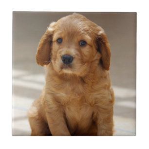 Cute Puppy Portrait Photo Tile