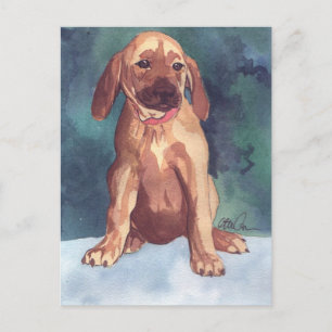 Cute Puppy postcard