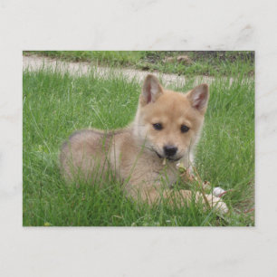 Cute Puppy Postcard