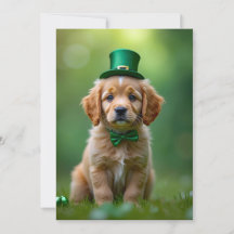 Cute puppy with St. Patrick's outfit, shamrocks 