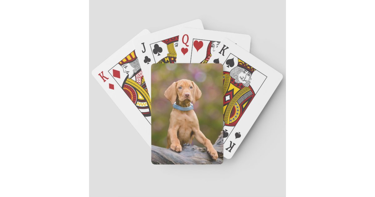 Cute puppyeyed Hungarian Vizsla Dog Puppy Photo /" Playing ...