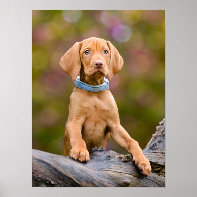 Cute puppyeyed Hungarian Vizsla Dog Puppy Photo _. Poster (Front)