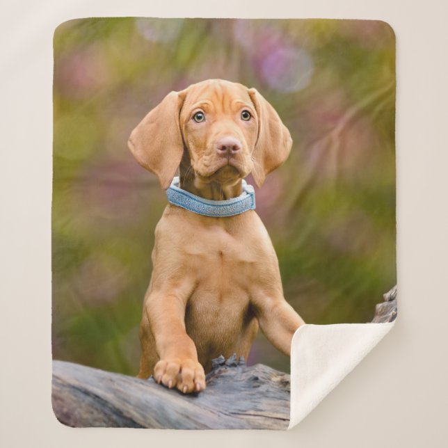 Cute puppyeyed Hungarian Vizsla Dog Puppy Photo .. Sherpa Blanket (Front)