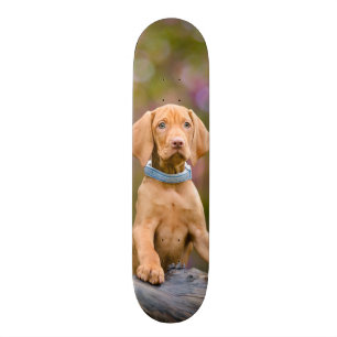 Cute puppyeyed Hungarian Vizsla Dog Puppy Photo -_ Skateboard