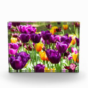 Cute purple and yellow tulips photo block