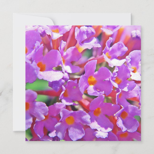 Cute purple little flowers (Front)