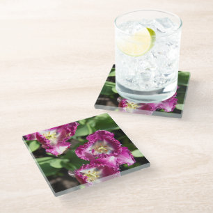 Cute purple tulips in the garden glass coaster