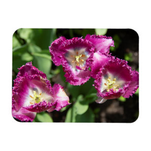 Cute purple  tulips  in the garden magnet