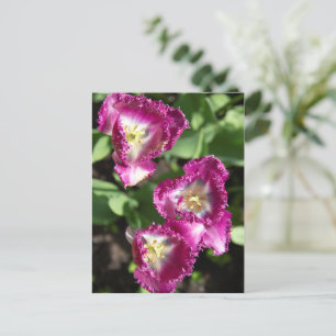 Cute purple  tulips  in the garden postcard