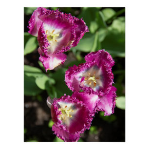 Cute purple  tulips  in the garden  poster