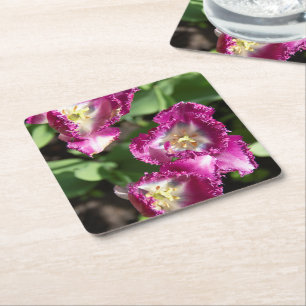 Cute purple tulips in the garden square paper coaster