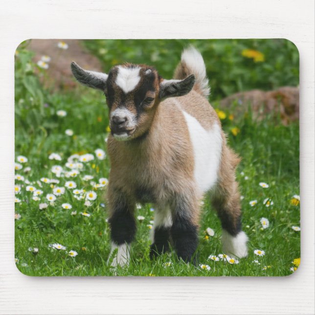 Cute Pygmy Goat Kid in flowers Mouse Pad (Front)