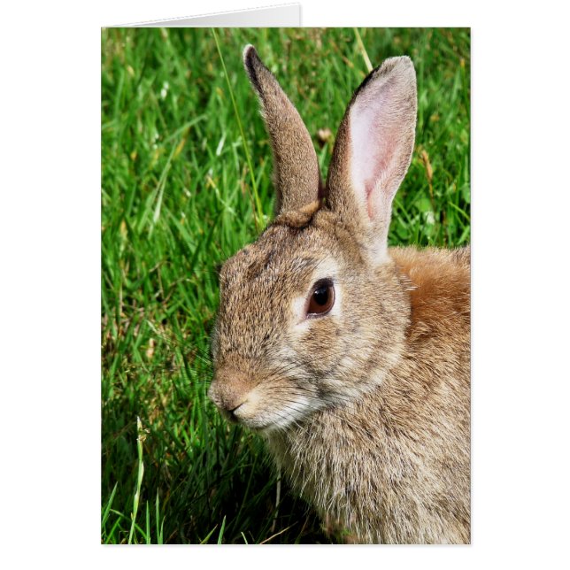 CUTE RABBIT Card (Front)