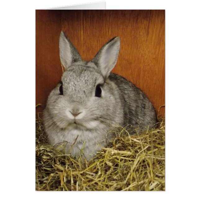 Cute Rabbit Card (Front)