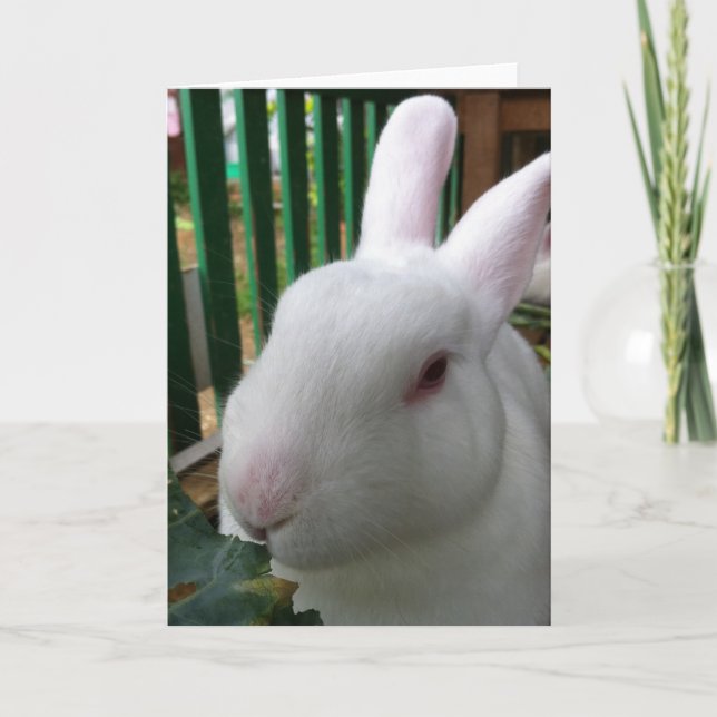 Cute Rabbit Card (Front)