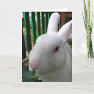 Cute Rabbit Card