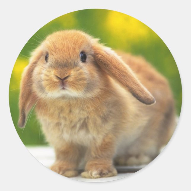 Cute rabbit sticker (Front)
