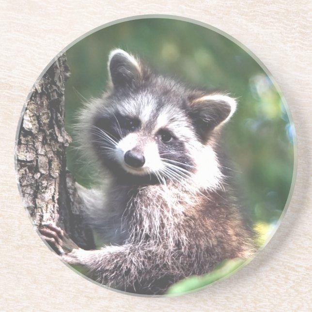 Cute raccoon and forest coaster (Front)