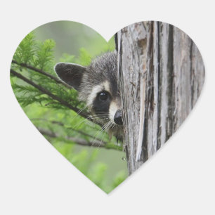 Cute Raccoon Heart Sticker