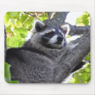 Cute Raccoon in a Tree Close Up Mouse Pad