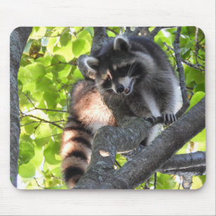 Cute Raccoon in a tree Mouse Pad
