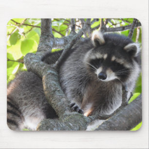 Cute Raccoon in a tree Mouse Pad