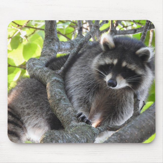 Cute Raccoon in a tree Mouse Pad (Front)