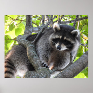 Cute Raccoon in a tree Poster