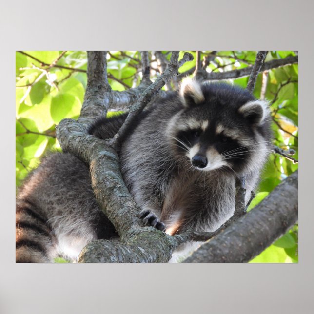 Cute Raccoon in a tree Poster (Front)