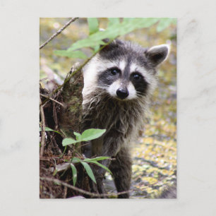 Cute Raccoon Photo Postcard