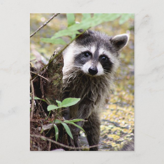 Cute Raccoon Photo Postcard (Front)