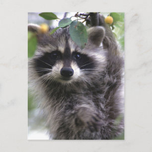 Cute Raccoon Photo Postcard