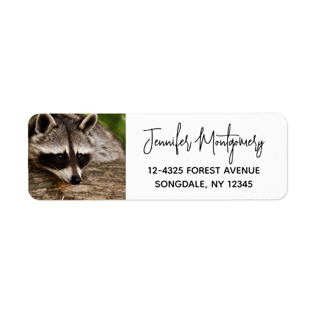 Cute Raccoon Resting on a Log (Front)