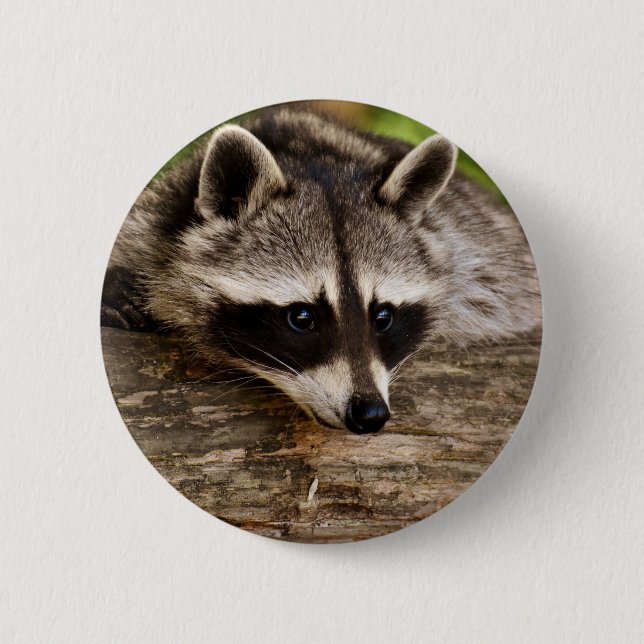 Cute Raccoon Resting on a Log 2 Inch Round Button (Front)